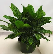 10" Aglaonema Green Lady