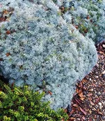 Artemisia pycnocephala - David's Choice