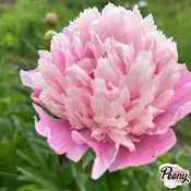 Chestine Gowdy Peony — Hidden Springs Peony Farm