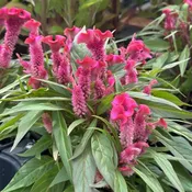 Celosia Hot Topic Pink 6" Pot