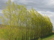 Austree Hybrid Willow
