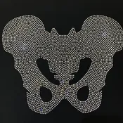 22034 Pelvis Bone