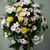 Daisy Meadow