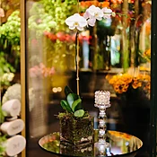 White Orchid