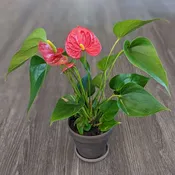 Anthurium