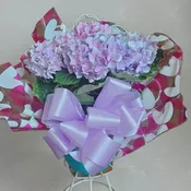 Purple/Blue Hydrangea Plant