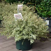 Abelia Suntastic® Pink