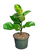 Fiddle Leaf Fig