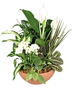 BLOOMING DISH GARDEN