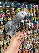African Grey Congo