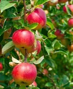 4 in 1 Combination Apple Tree #2