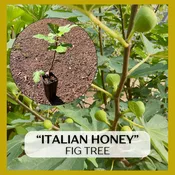 Italian Honey, White Marseille, Lattarula Fig