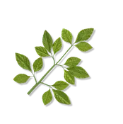 9 Inch Green Rose Leaves - 12 Per Pack