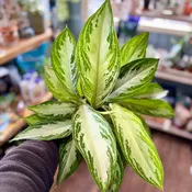 6" Aglaonema Silver Bay