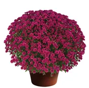 Berkshire 8-Inch Mums