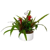 Bromelia Classic