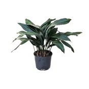 Aspidistra eliator (Cast Iron Plant)