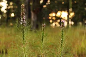 Blazing Star, Glade
