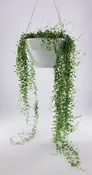 STRING OF BANANAS 6"