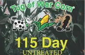 115 day Untreated Corn