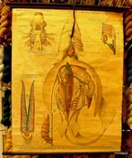 Antique French Science Chart - Shark