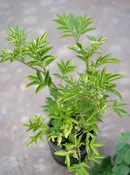 American Black Elderberry - Sambucus canadensis