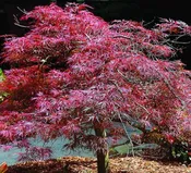 10G Acer Palmatum Dissectum Inaba Shidare - Japanese Maple Tree 30" - 02975-1505