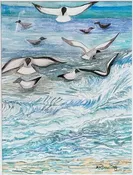 Seagulls Finding Eats — Portage Hill Art Gallery