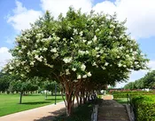 White Natchez Crape Myrtle Trees