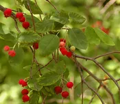 Allegheny Serviceberry