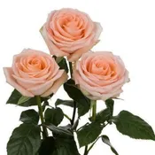 100 Peach Roses