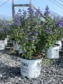 Caryopteris x clandonensis Beyond Midnight® — Shreckhise Nurseries