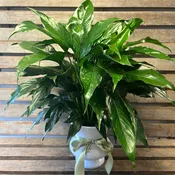 Comfort green planter peace lily