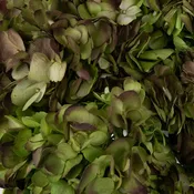 Antique Airbrushed Hydrangea Flower