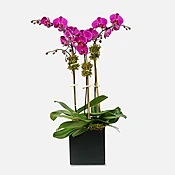 3-Stem Purple Phalaenopsis in Ceramic