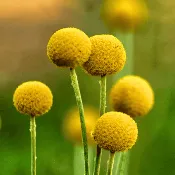 Billy Buttons (Drumsticks) – 50 Seeds