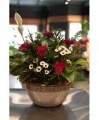 DISHGARDEN