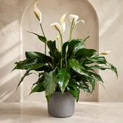 6” Peace Lily in Ceramic Pot