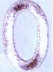 JKM 2" Number 2 (Stick On)