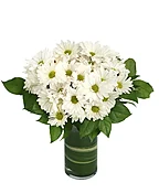 DAZZLING DAISY POMS