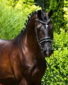 Sir Conteuro - 2011 Hanoverian gelding - schooling 3rd level