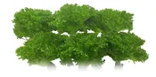 Icicle Lettuce (DELIVERED)