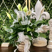 Peace Lily