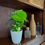 Monstera Deliciosa Swiss Cheese Plant