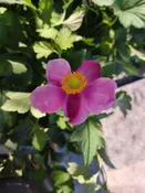 Anemone hupehensis ‘September Charm’