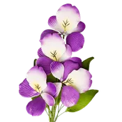 10" Wild Pansy - Purple