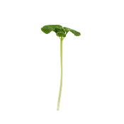 Basil Lemon Microgreens
