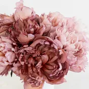 Blush Brownie Peonies