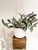Bubblegum Tradescantia — KinKa