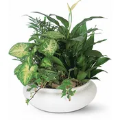 Medium Dish Garden by Teleflora